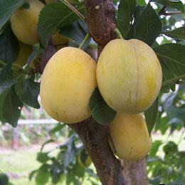 Alperce-Ameixa Pluot 'Aprimira'